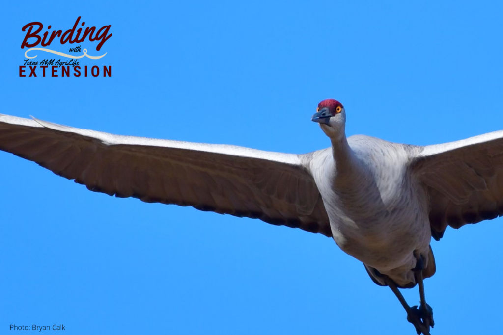 A white crane with a red head flying against a bright blue background. The logo for Birding with Texas A&M AgriLife Extension is in the top right corner
