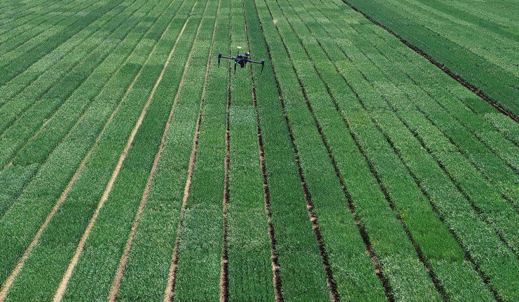 A green field of wheat with a black drone high above