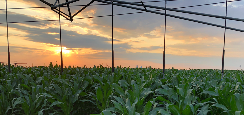 A sunset photo with a center-pivot irrigation system over corn.