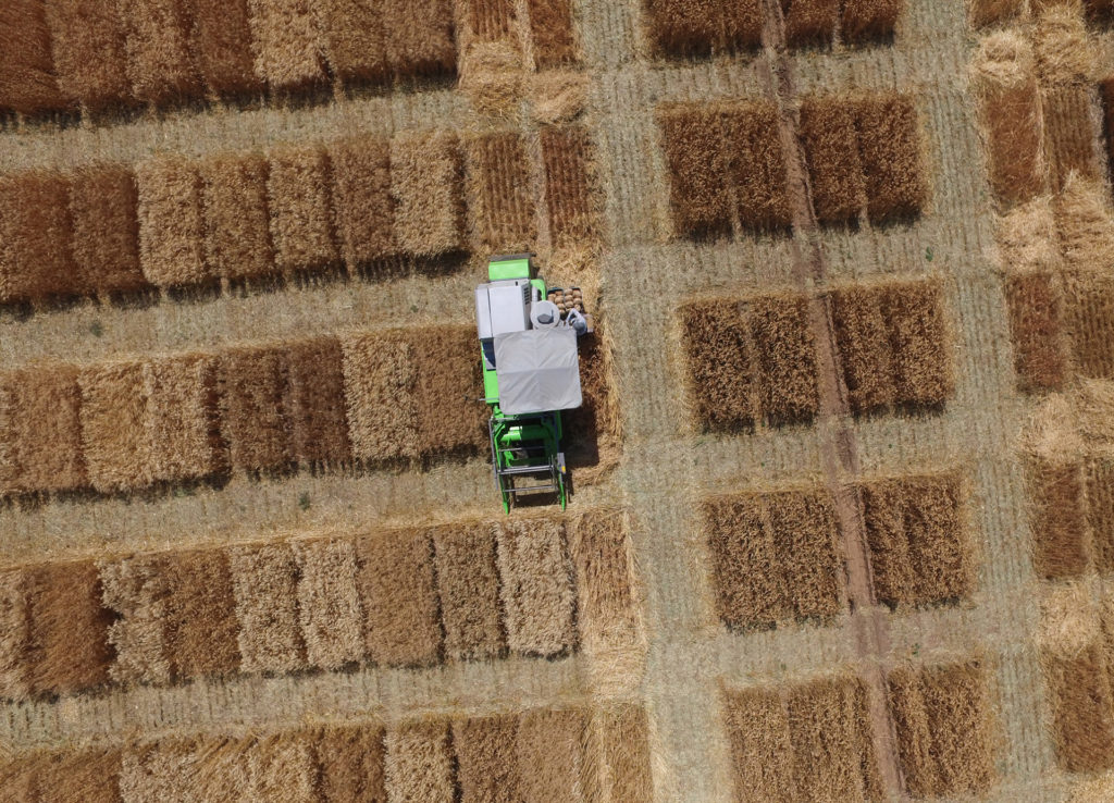 Golden plots of wheat are seen from high above with a small plot combine in the middle