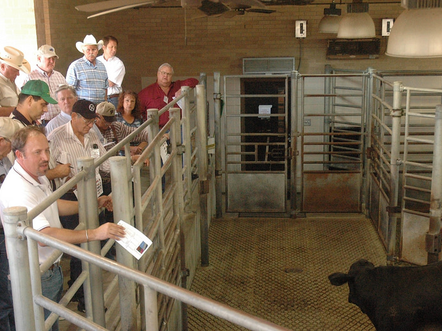 Buyers at cattle auction