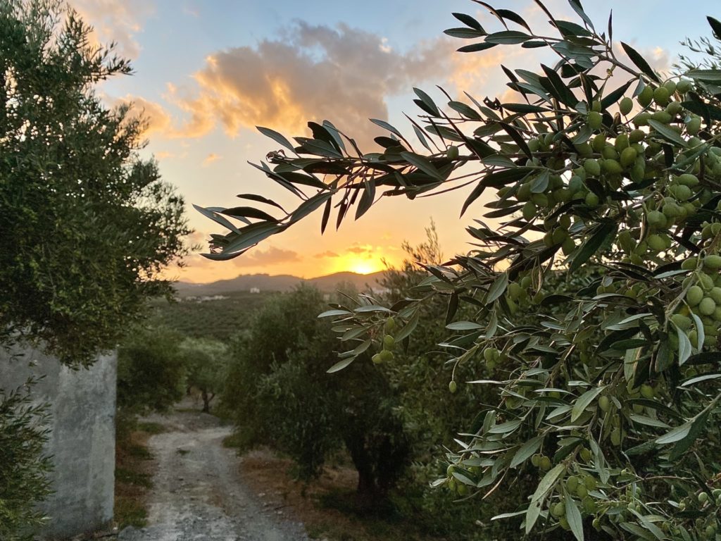 A dirt path through an old European appearing olive grove with an old stone wall on one side and a tree full of olives on the other. The sun is either rising or setting behind rolling hills.