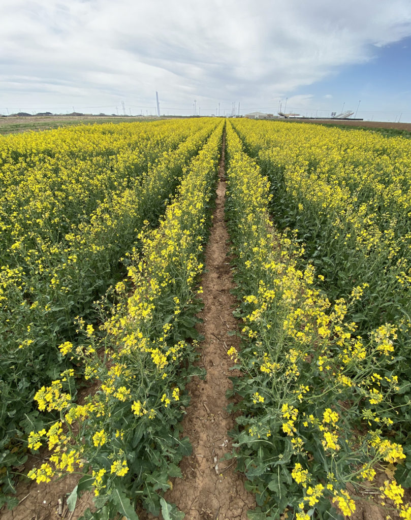 A field of canola, with green bushed plants topped by yellow flowers.