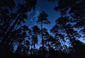 Pine trees at Sam Houston National Forest up against a night sky