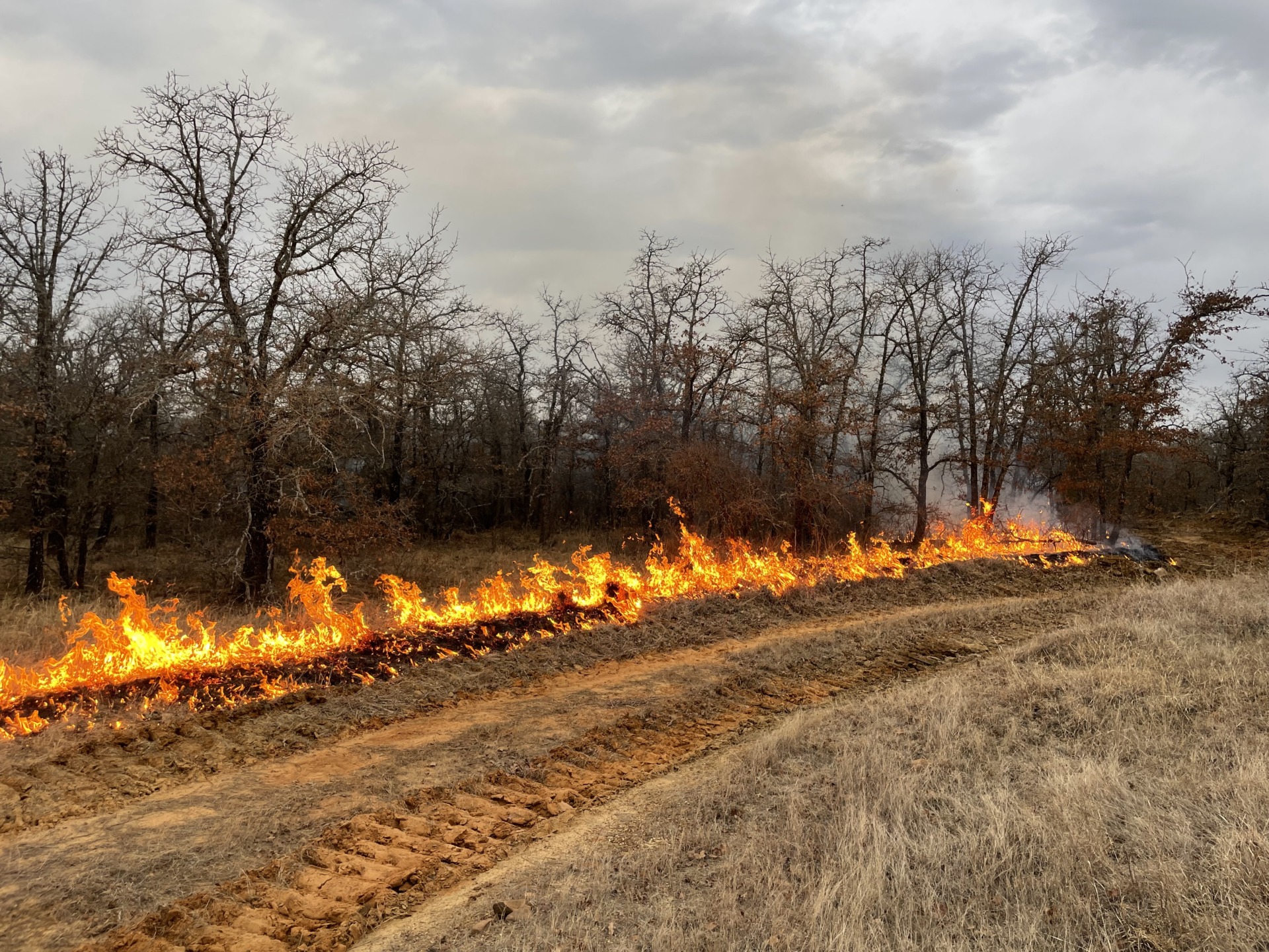 Texas A&M Forest Service mobilizes fire resources - AgriLife Today
