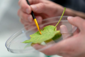 Green leaf in a petri dish. 