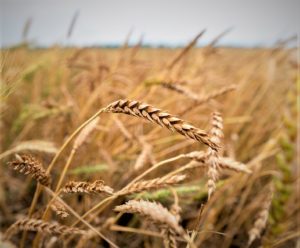 Cabezas de grano de trigo de cerca con un campo de trigo en el fondo. 