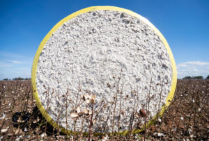 A large cotton bale wrapped in yellow plastic after harvest.