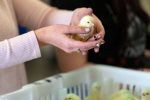 Student holds chick for wing banding.