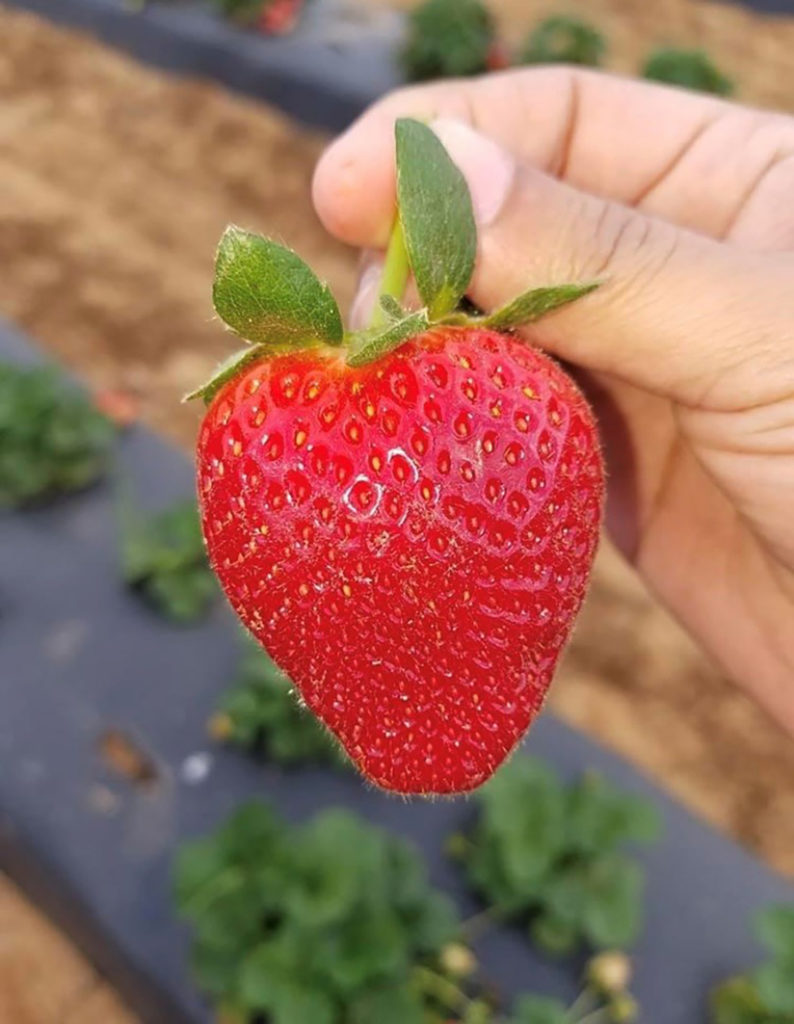 a big red strawberry that is being held between two fingers.
