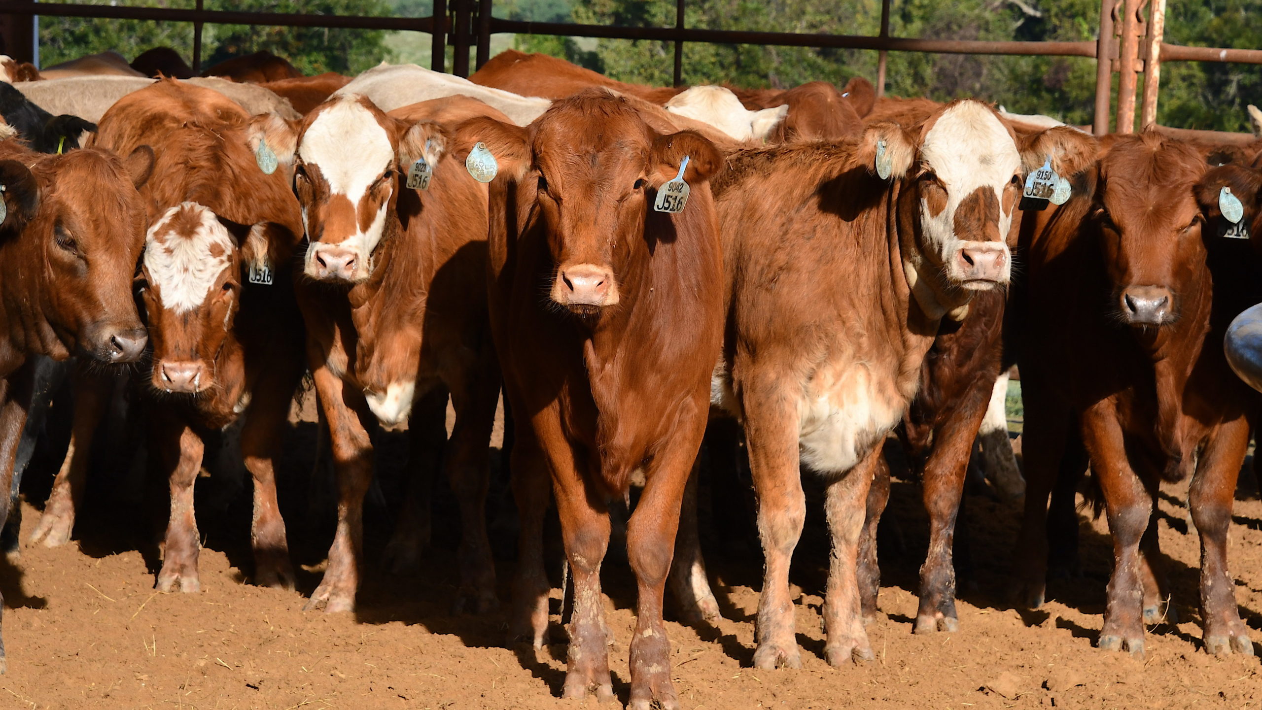 Beef 706 program Aug. 8-9 helps cattle producers enhance economic viability