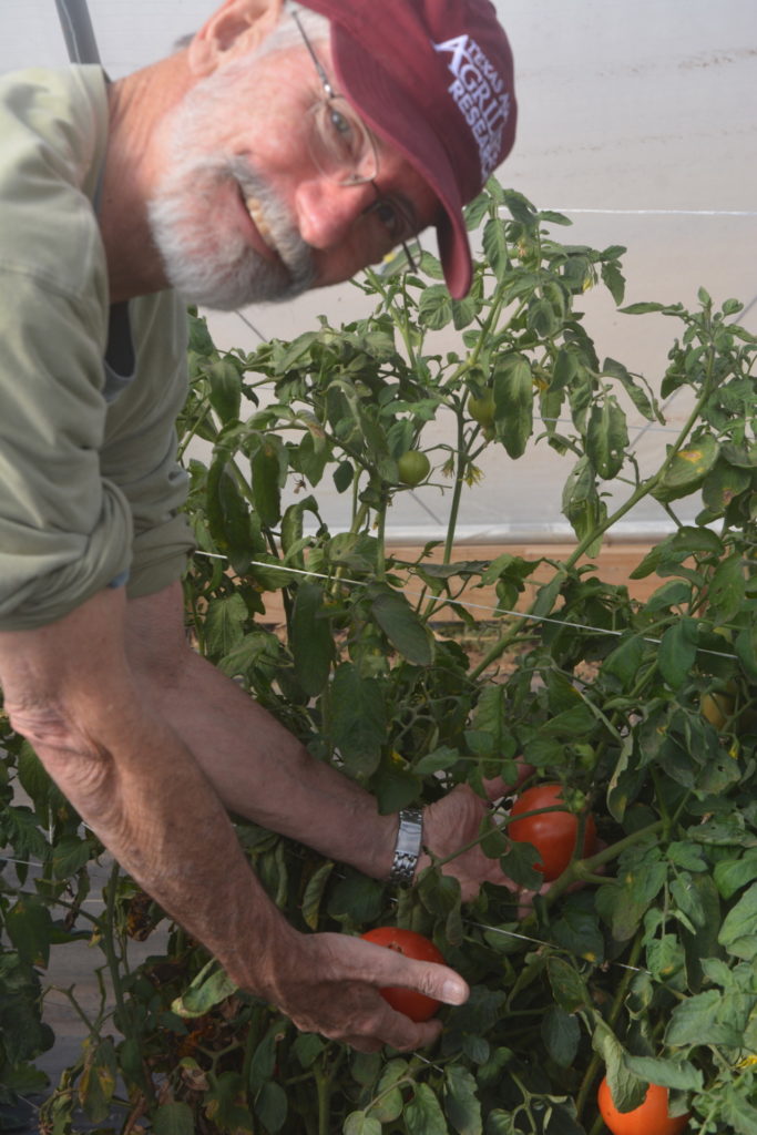 A man, Charlie Rush, smiles as he shows off his tomatoes in a high tunnel