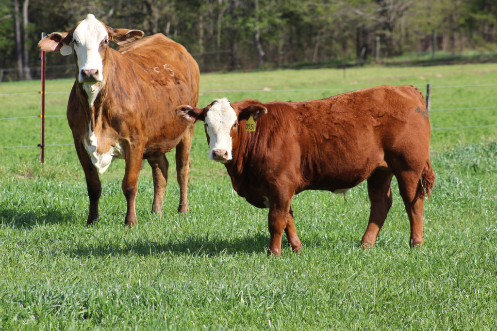 Two red cattle, a mother and a calf, both with with faces, standing on green ryegrass.