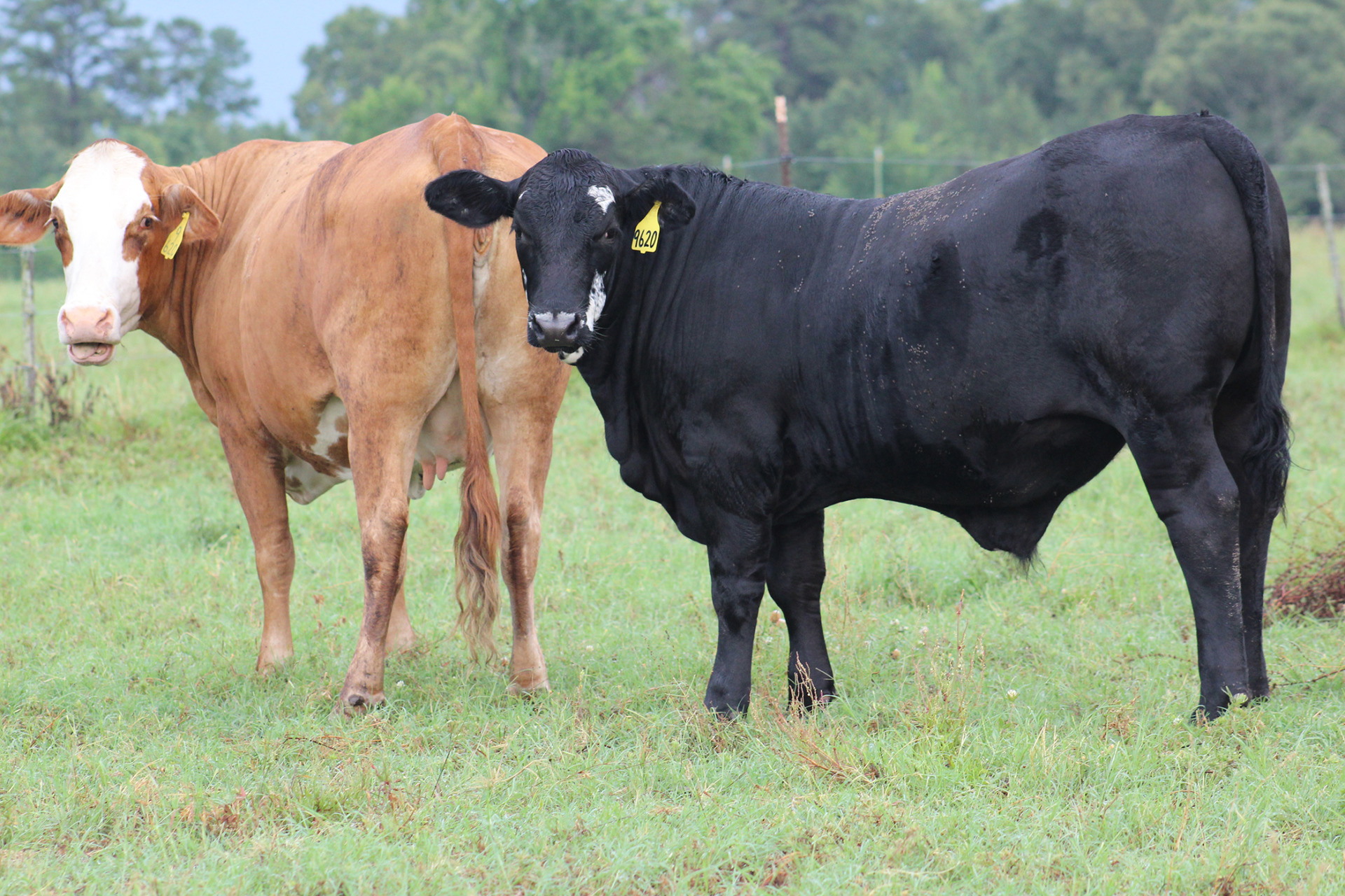 Input prices dictate pasture management decisions by livestock operators