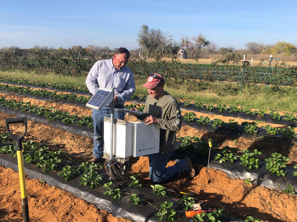 Two men working in the middle of a field of rows of green strawberry plants setting up weather data gathering equipment