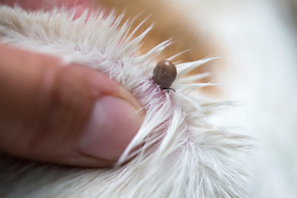A brown tick in the white fur of a dog.
