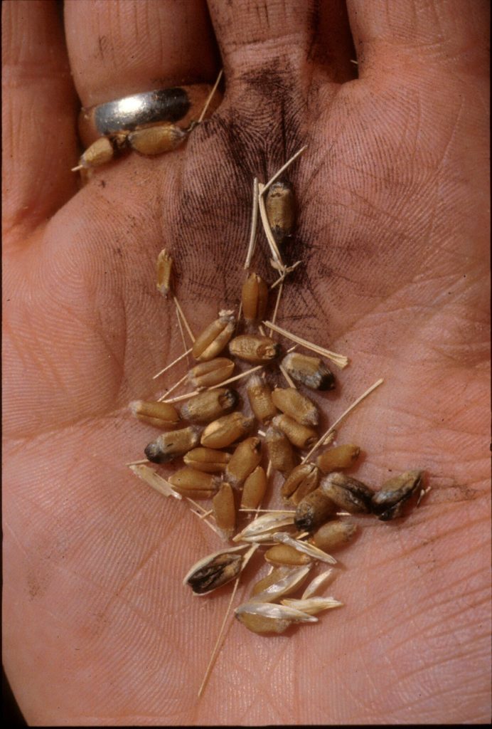 Kernels of wheat that are blackened in the palm of a hand indicating karnal bunt.