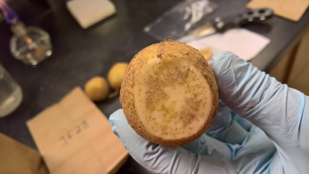 A potato sliced in half with browning in the middle indicating disease from zebra chip
