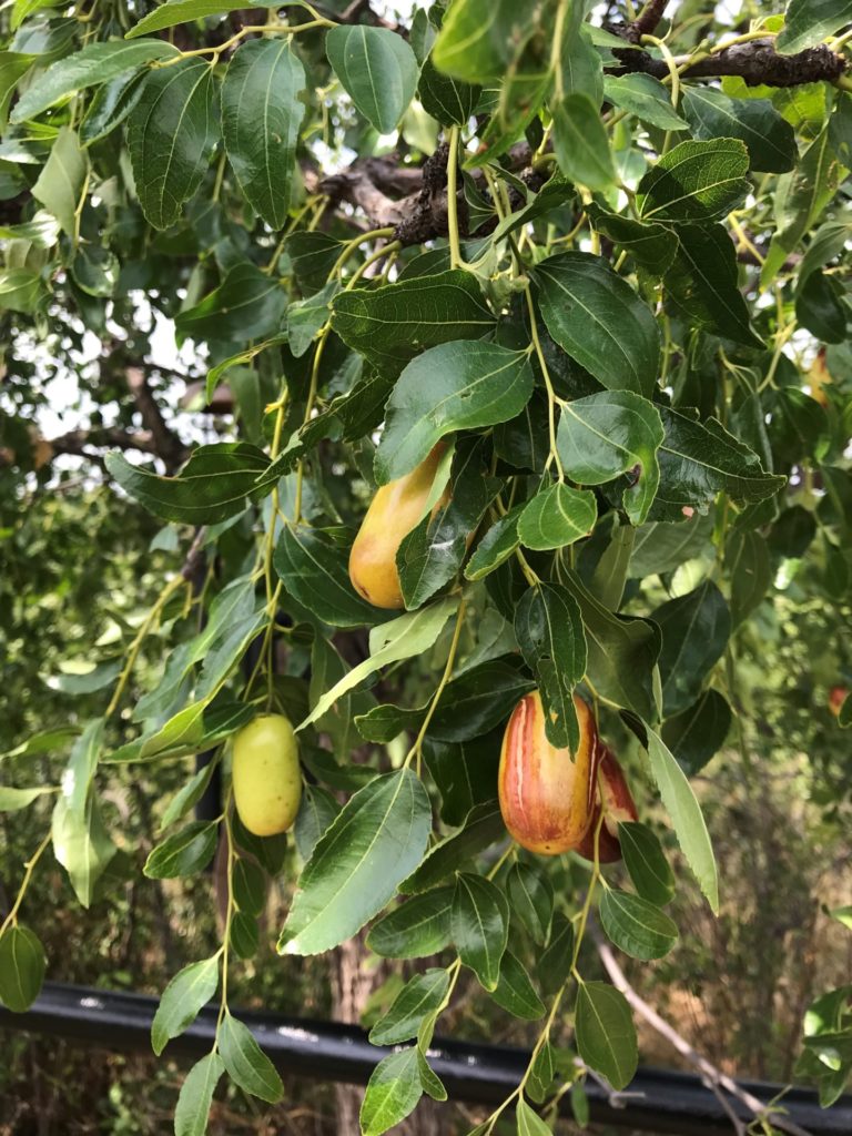 A jujube tree with deep green leaves and a cluster of fruit in varying degrees of ripeness, from a pale green to yellow to yellow with emerging red.