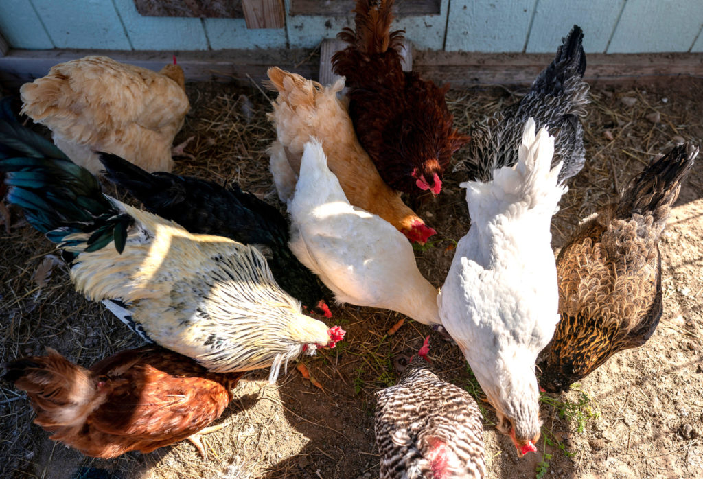 Looking down on 10 chickens that are varying in color from white to brown to yellow to black and reddish brown.