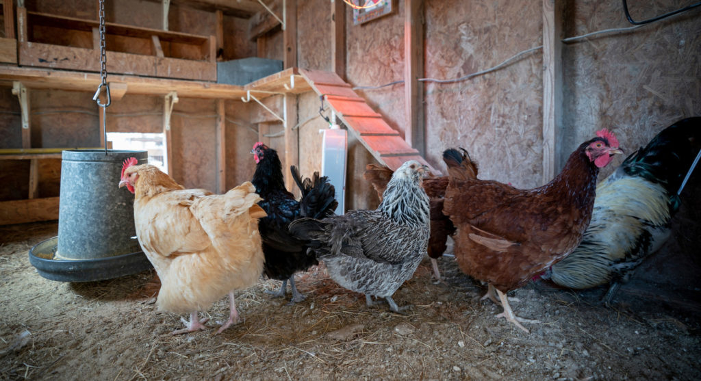 A light tan, dark black, black and white mixed and reddish brown feathered chickens in a coop.