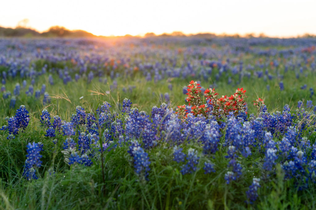 A setting sun casts a bright light on red and blue wildflowers, mostly bluebonnets