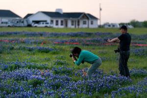 Two photographers in a field of bluebonnets, one crouching down to take the shot