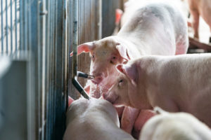 Swine or pigs drinking water