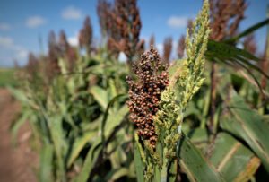Sorghum grain heads atop green foliage lined up in a field. 