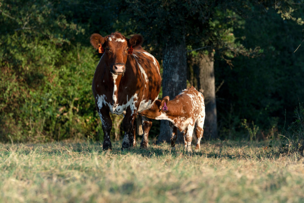 A red and white cow stands in a pasture. Her calf is nursing.