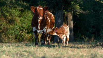 A red and white cow stands in a pasture. Her calf is nursing.