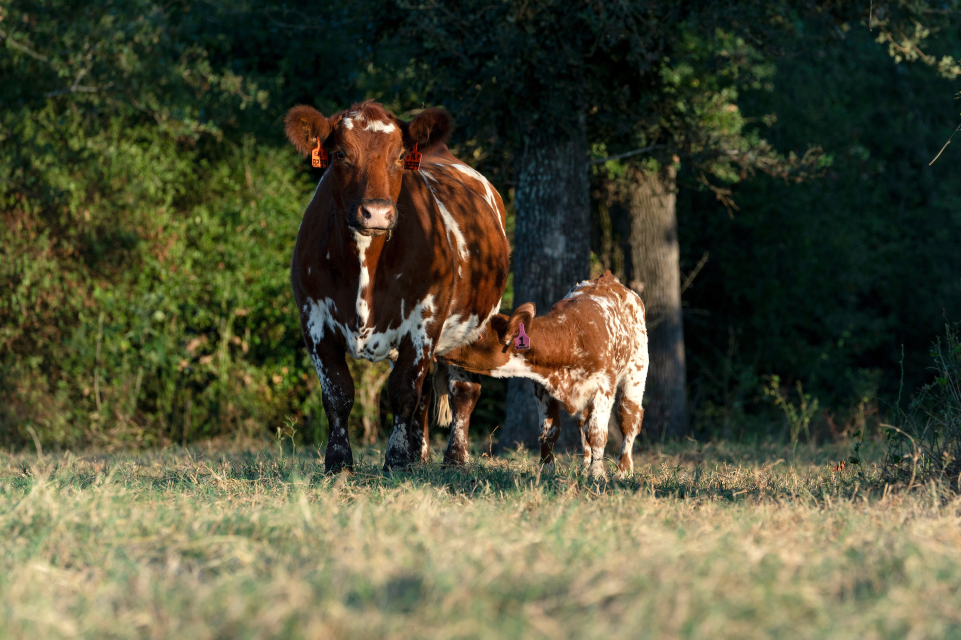 Beef reproductive management conference Aug. 30-31 in San Antonio