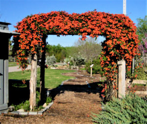 A gateway trellis stands against a blue sky covered in a massive array of orange flowers and vines, Tangerine Beauty crossvine. 