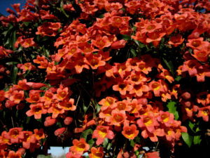 Many small orange flowers, Tangerine Beauty crossvine