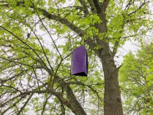 Purple EAB trap hangs from tree