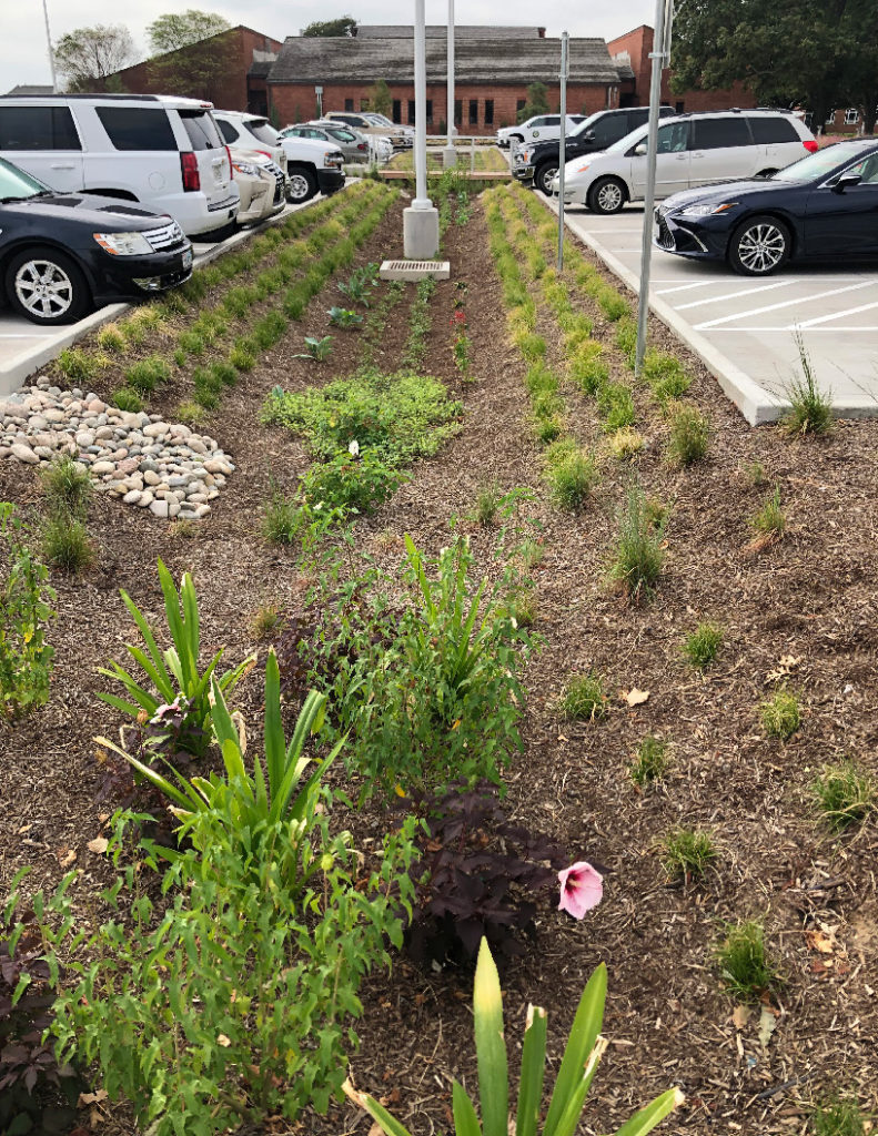 Plant and soil areas in parking lot
