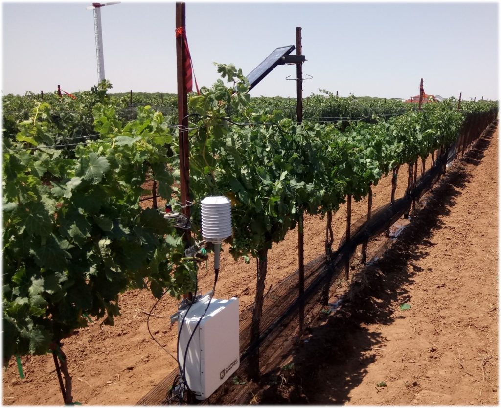 hail netting can be seen covering grape vines in a vineyard with a weather monitoring device connected