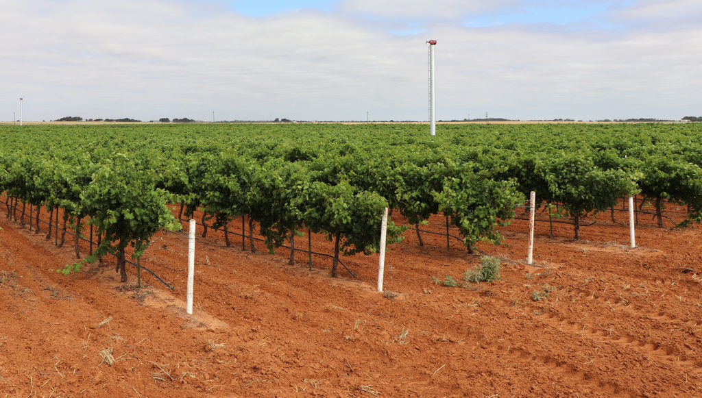 a vineyard spreads out across the red dirt of the High Plains