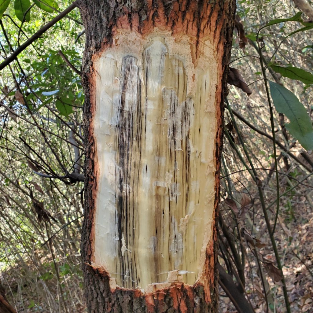 Interior view of red bay tree with streaking and holes caused by ambrosia beetles