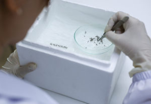 Mosquitoes in a petri dish with a hand holding a tool to count them in a laboratory. 