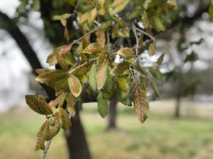 green leaves that are browning due to oak wilt damage 