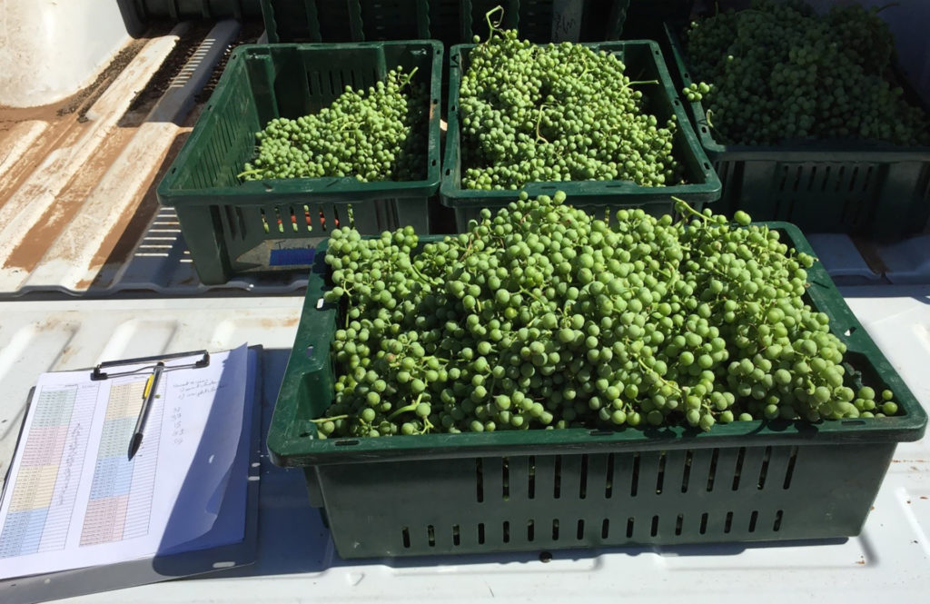 three black tubs full of green grapes still in clusters that were collected from a vineyard