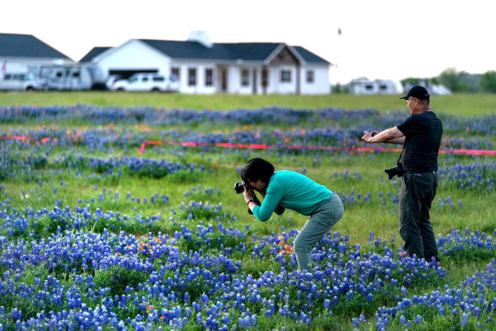 Man and woman photographing bluebonnets