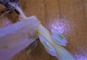 Hessian fly larvae on a wheat stem.