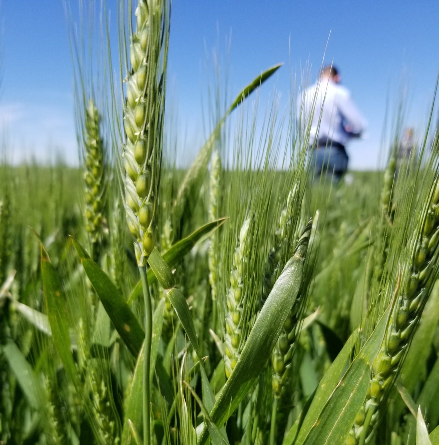 Small grains field plot tour set May 26 at Bushland
