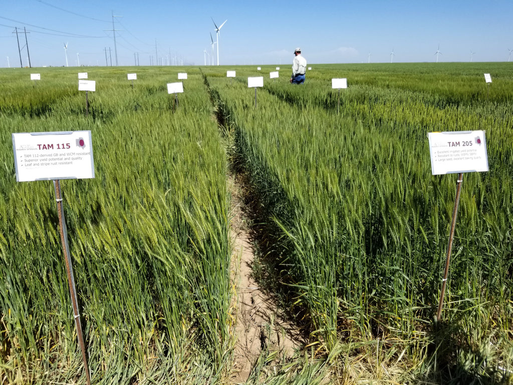 The small grains breeding program includes green plots of wheat spread out over the distance with small white signs in each on indicating the variety, such as TAM 115 and TAM 205, the front two signs.  A person can be seen in the background walking around.