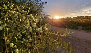 The loaded branches of a Texas olive orchard with a setting sun in the background. 