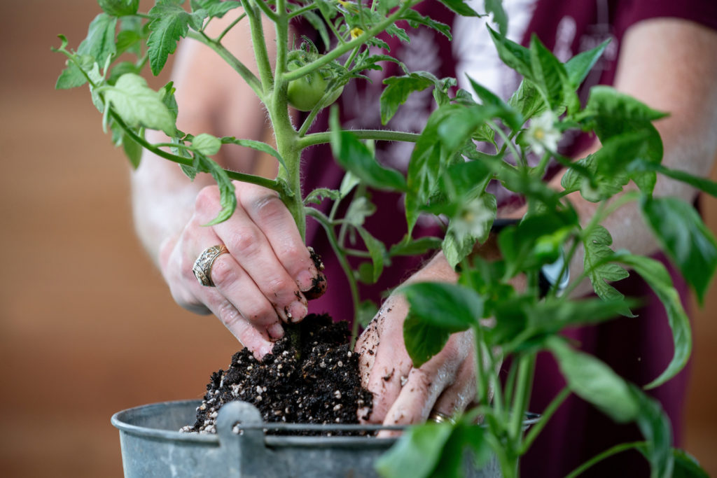A pair of hands are placing a tomato plant in a bucket or taking it out of the bucket. Learn more at the garden expo
