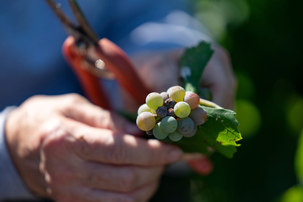 A hand cradles a bunch of green grapes. The wine grapes are still on the vine. In the background you see a pair of pruning shears.