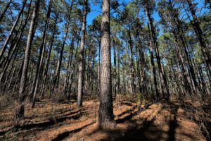 Pine trees in Sam Houston National Park. 